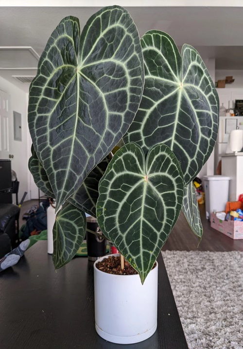 best Plants That Look Like Pothos