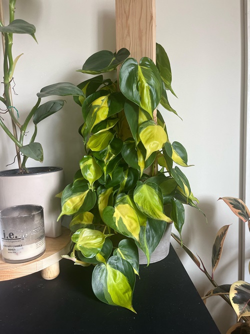 top Plants That Look Like Pothos