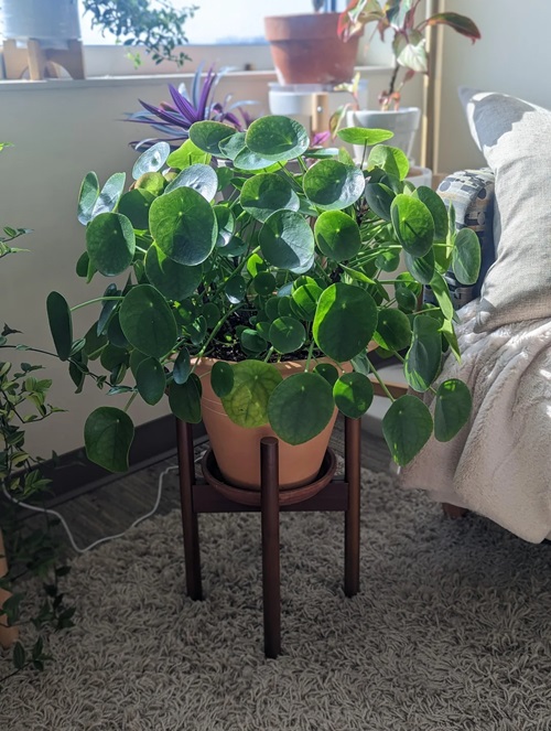 lovely Plants Similar to Pothos