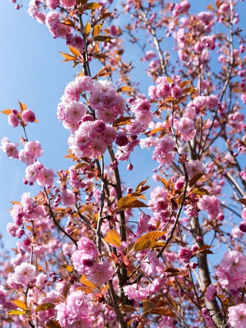 Colorful Flowers in Garden 4