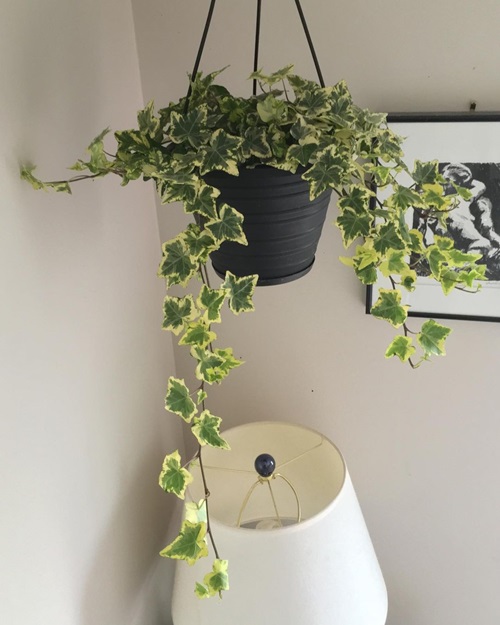 best Plants Similar to Pothos