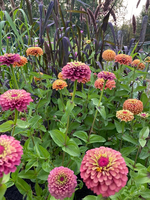 Zinnia in garden