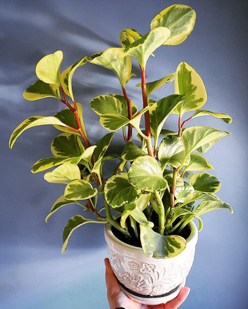 Plants Similar to Pothos