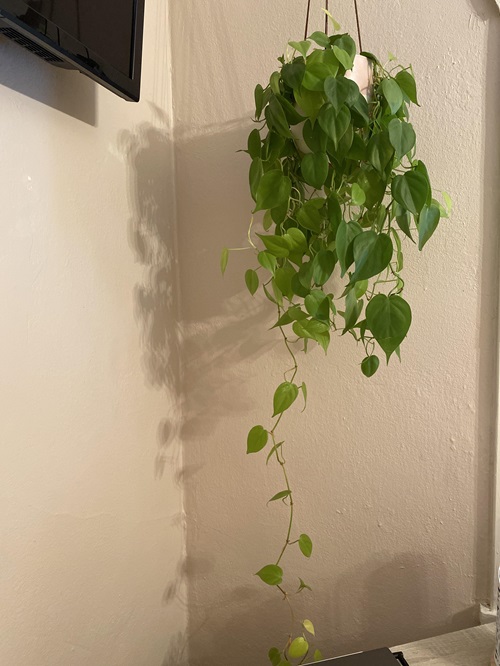 top Plants That Look Like Pothos