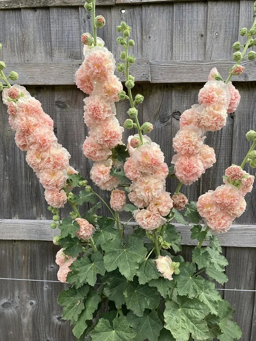 Hollyhock in garden