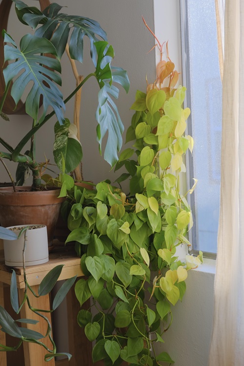 lovely Plants That Look Like Pothos