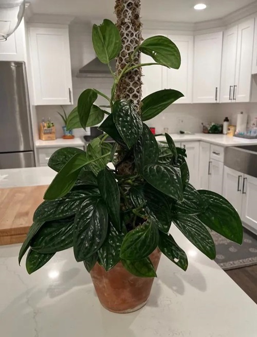 top Plants That Look Like Pothos