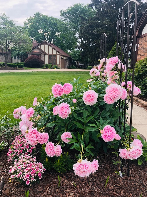 Colorful Flowers in Garden 3