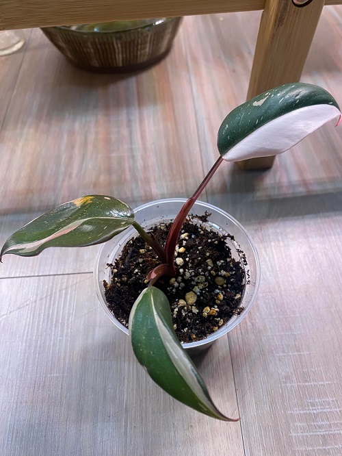 Red Anderson Philodendron Propagation