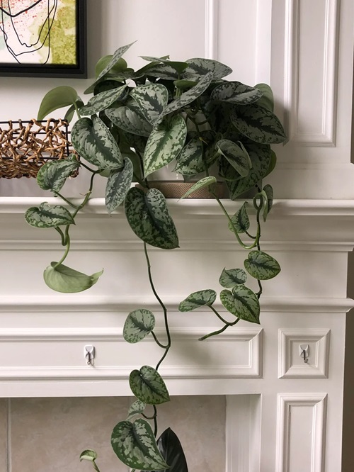 Amazing Plants Similar to Pothos