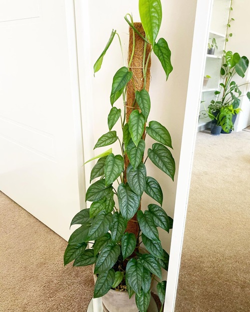 Plants That Look Like Pothos