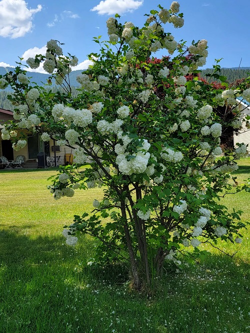 Snowball Tree