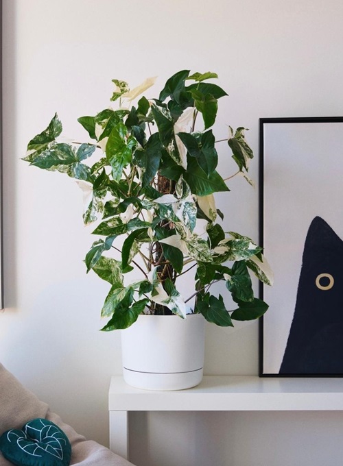 beautiful Plants That Look Like Pothos