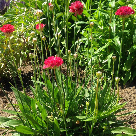 Thrift in garden