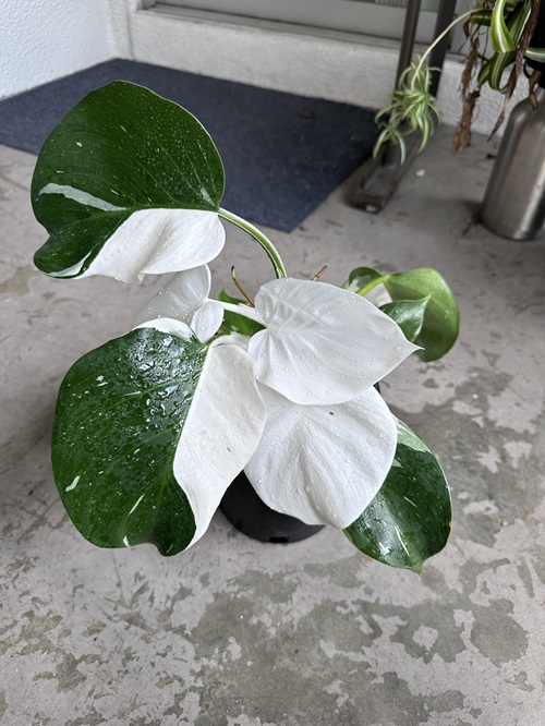 best Plants That Look Like Pothos