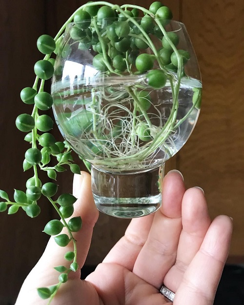 String of Pearls