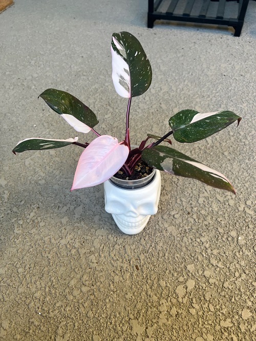 Red Anderson Philodendron in pot