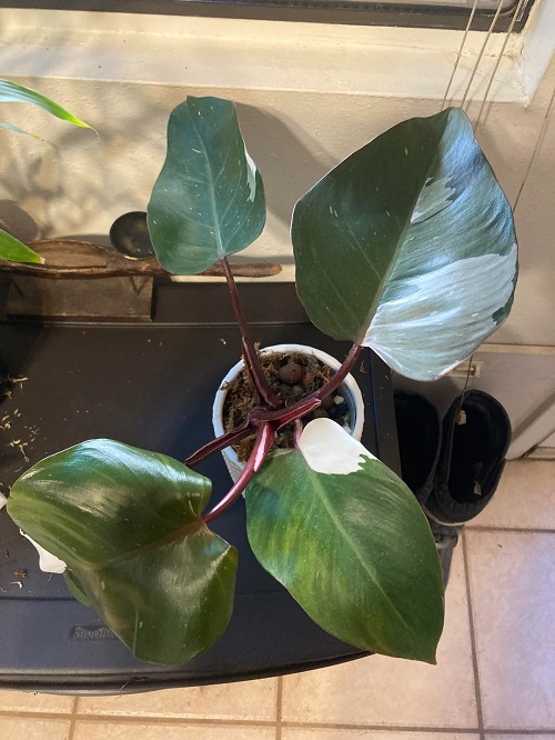 Red Anderson Philodendron Leggy Leaves