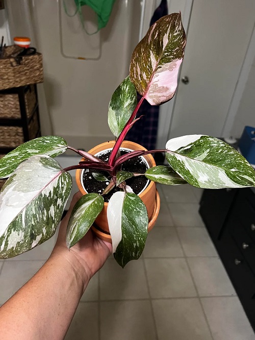 Growing Red Anderson Philodendron Indoors 2