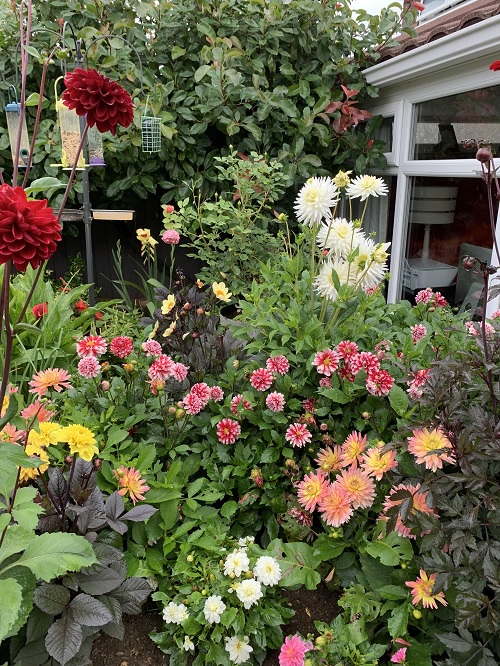 Flowers to deadhead in July for more blooms until fall
