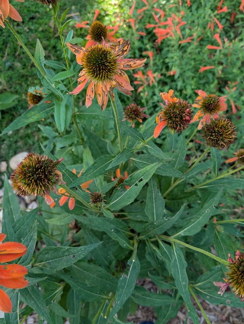 Echinacea