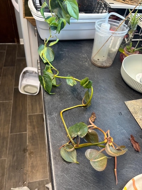 Signs Your Plant Needs More Light 