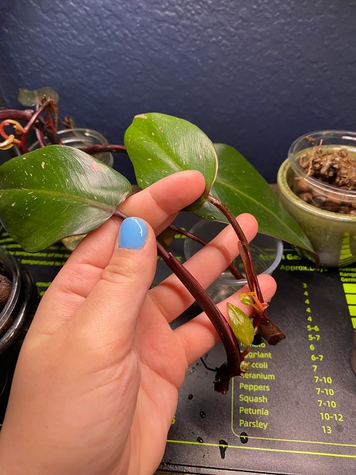 Smaller New Leaves