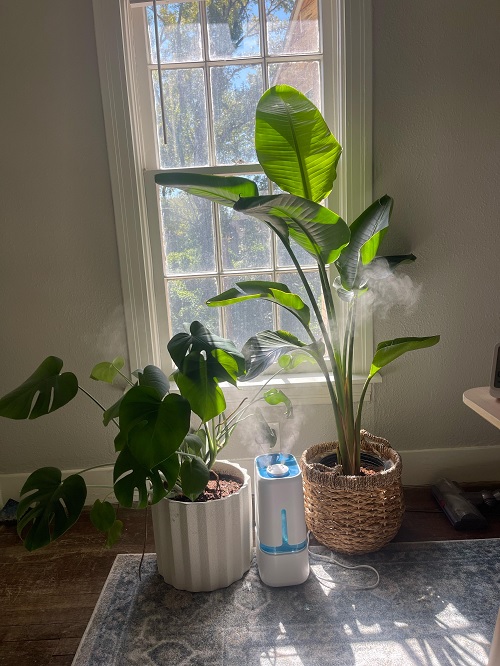 Plant Needs More Light