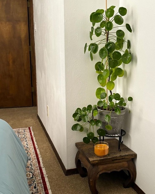 plant ideas for small bedroom