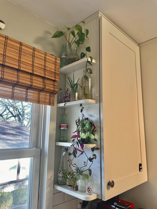 small plants arranged on kitchen rack