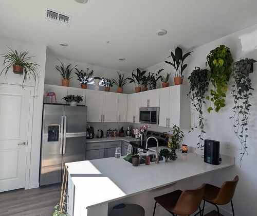 Small apartment plant decor 2