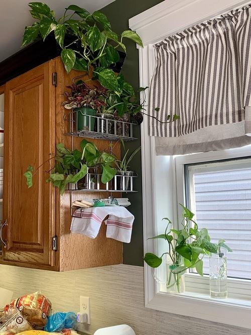 small kitchen plant decor