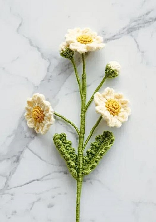 Daisy flower