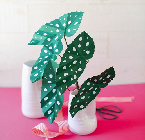 Paper Begonia Plant 2