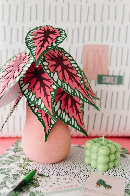 Paper Begonia Plant