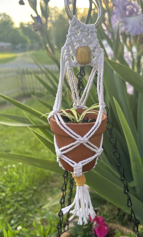 Display a Small Plant