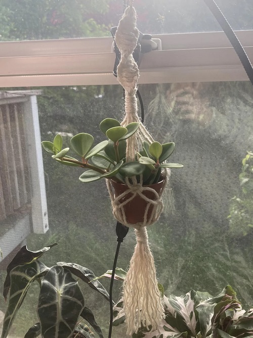 Mini Macrame Plant Hanger 2