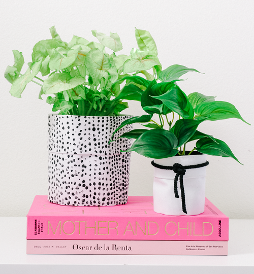 Put the Plant Inside