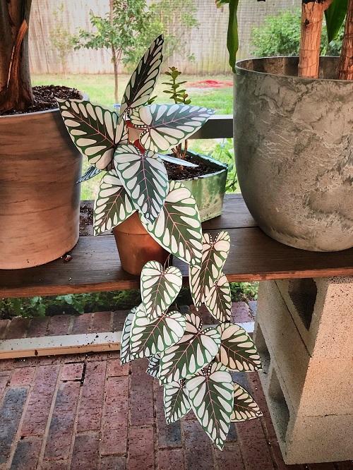 Making Paper Plants