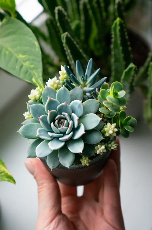 clay succulent 2