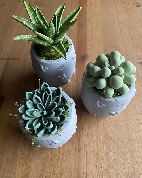 clay succulent