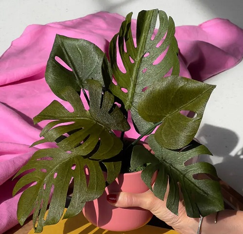 Paper Monstera Plant 2